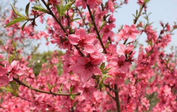 命理中红艳、桃花为何物？